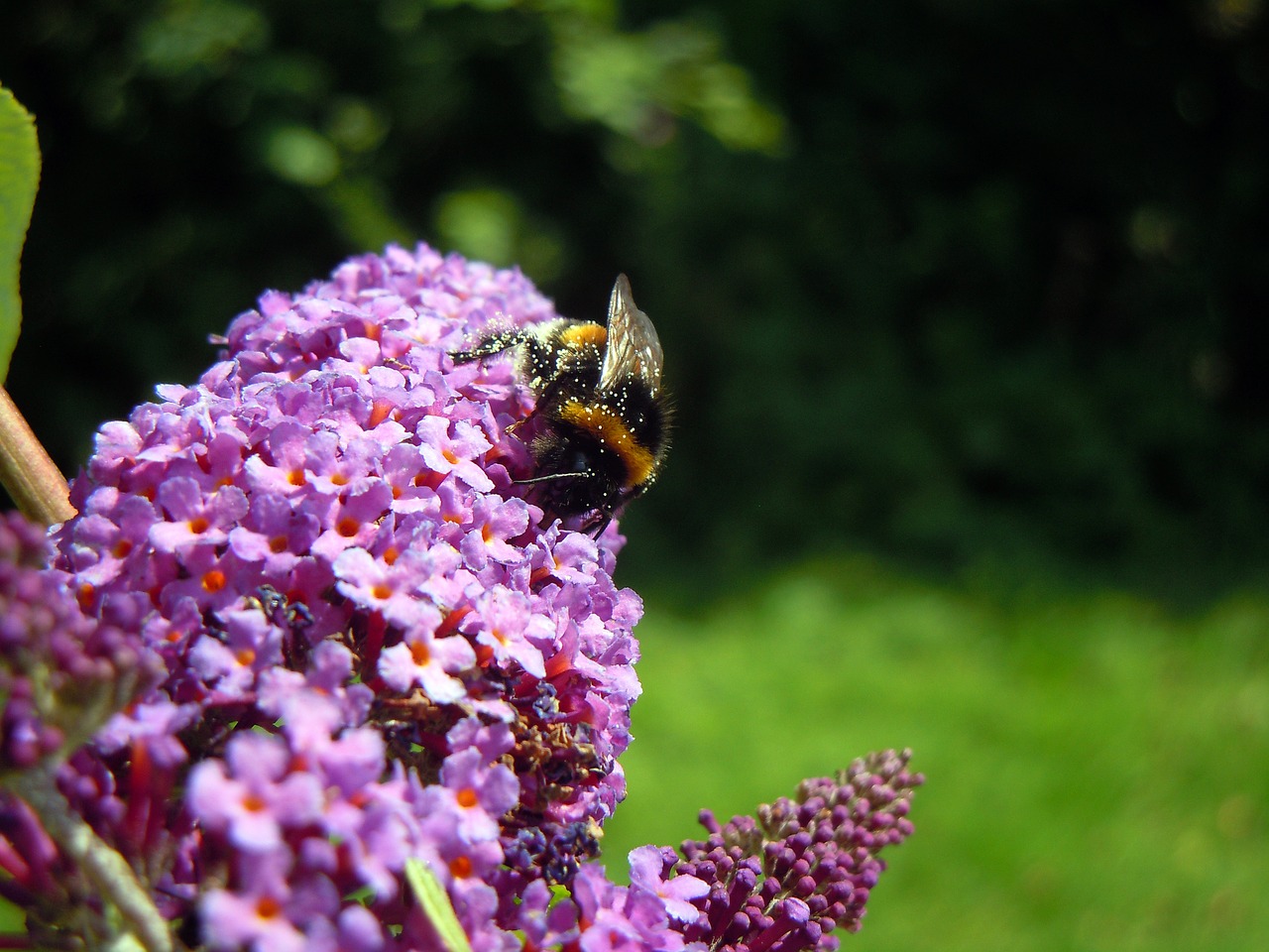 hummel lilac insect free photo