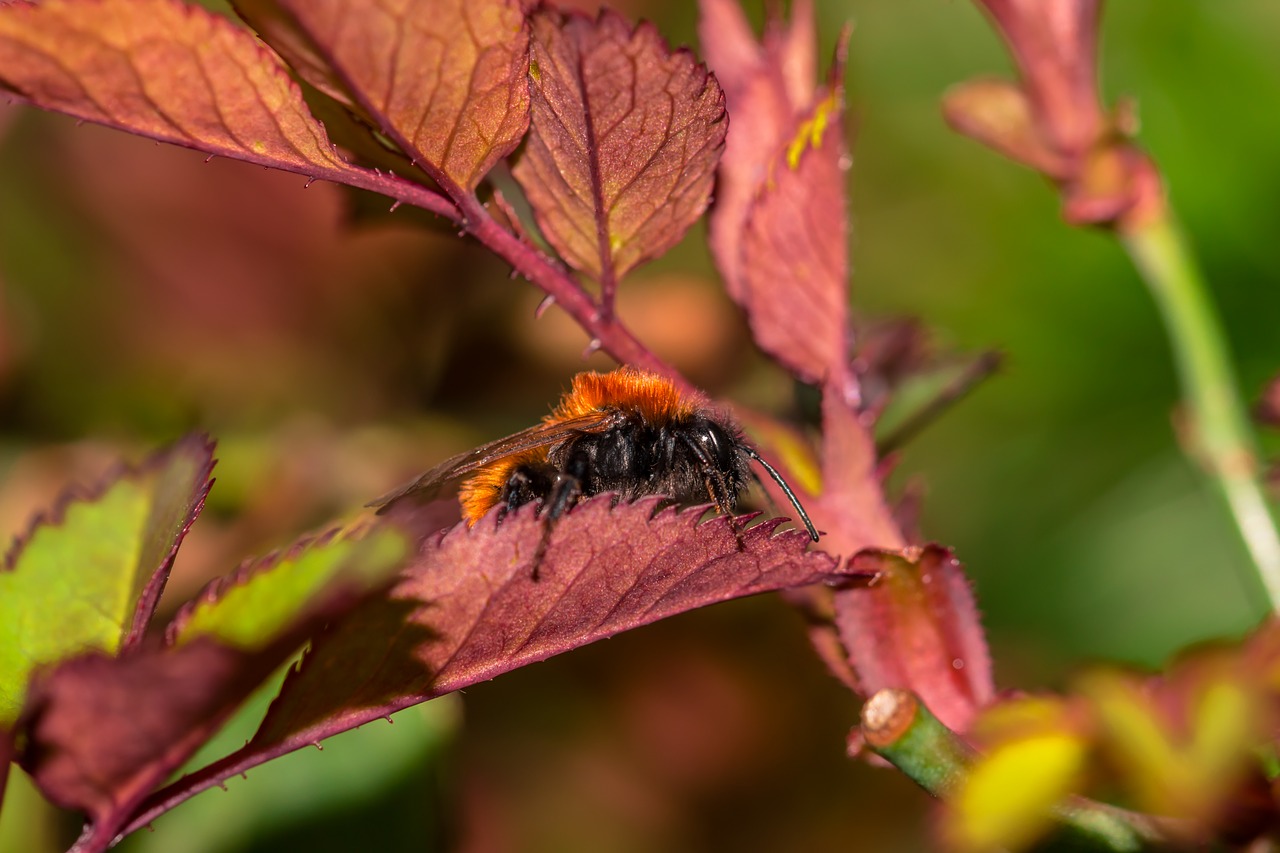 hummel  macro  insect free photo