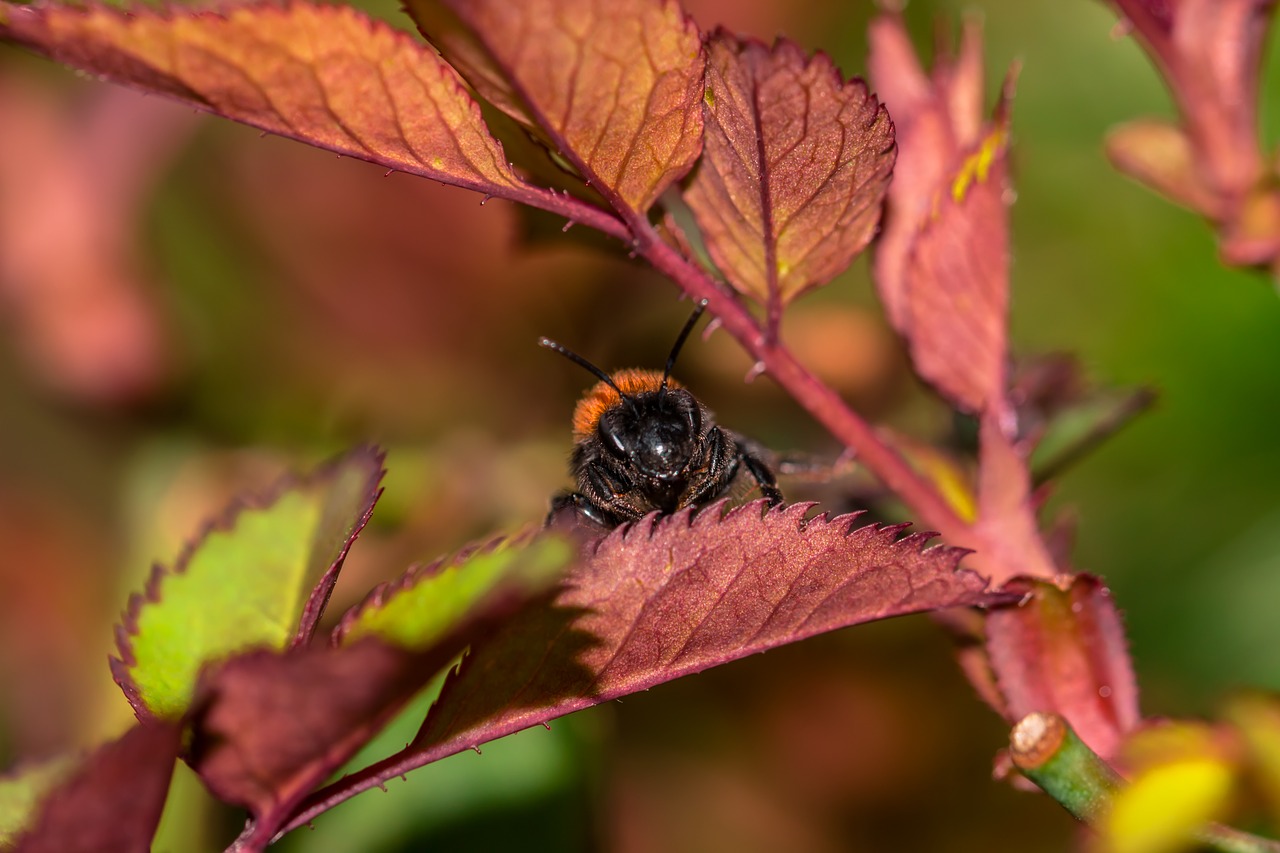 hummel  macro  insect free photo