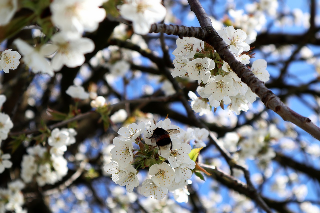 hummel  apple tree flowers  apple blossom branch free photo