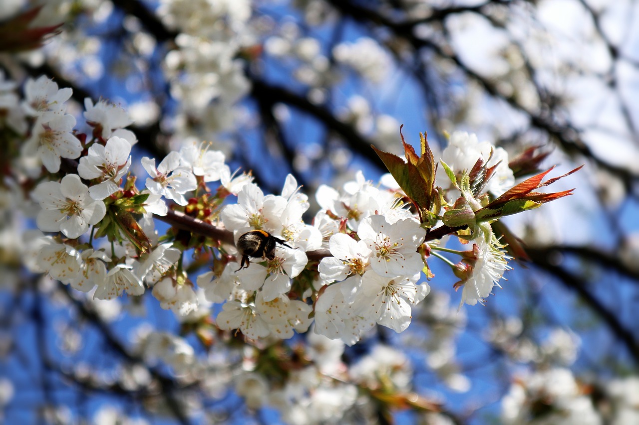 hummel  apple tree flowers  apple blossom branch free photo