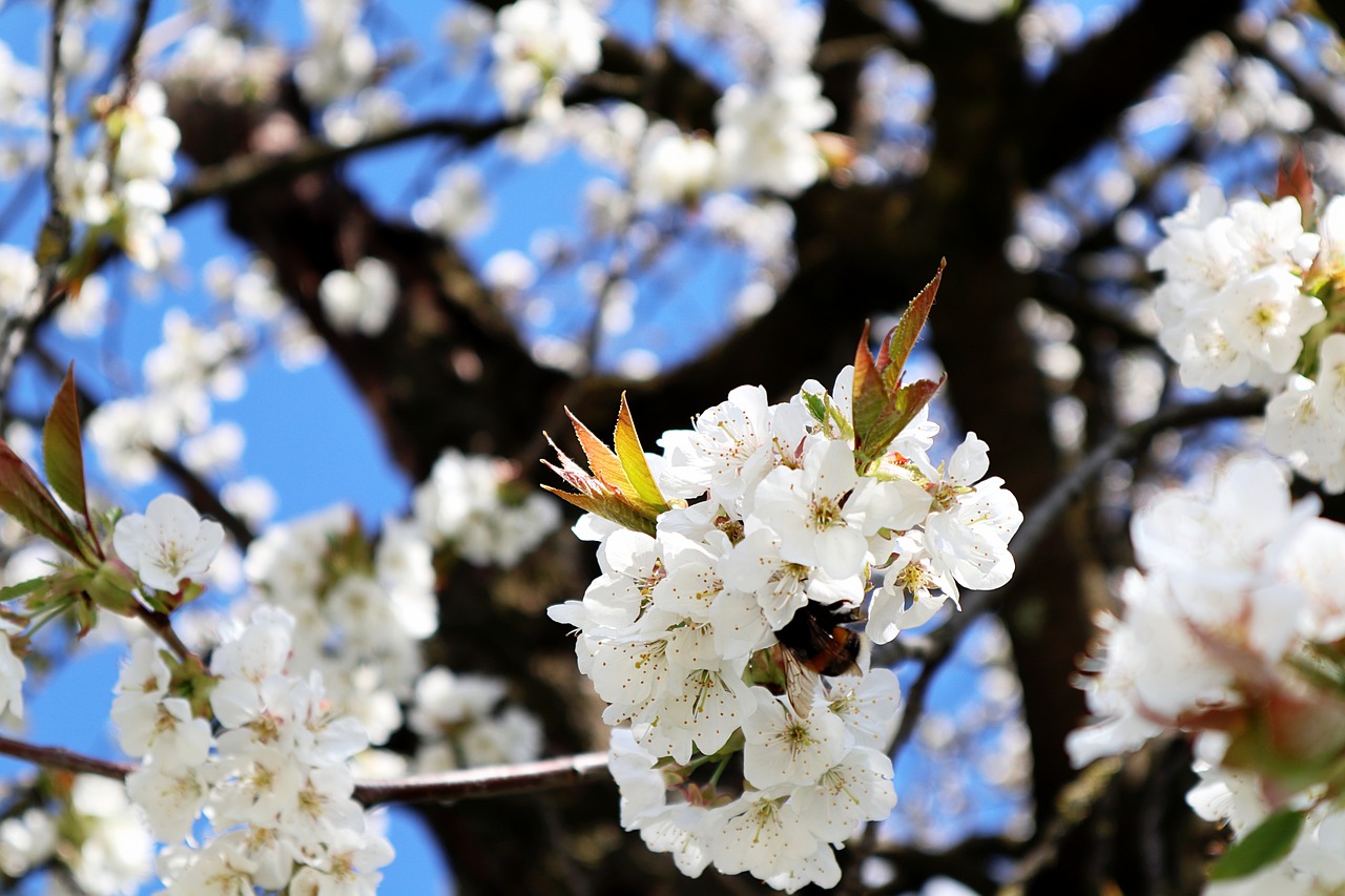 hummel  apple tree flowers  apple blossom branch free photo