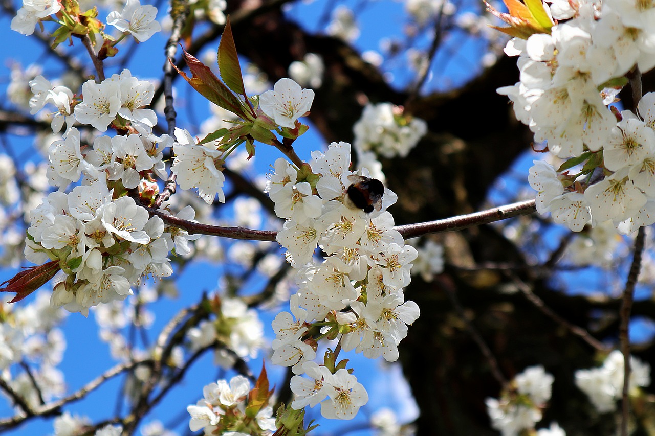 hummel  apple tree flowers  apple blossom branch free photo