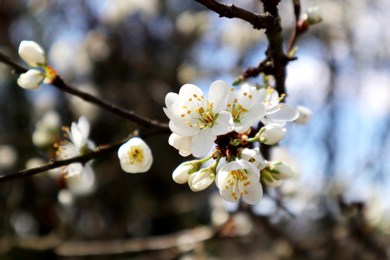 hummel  apple tree flowers  apple blossom branch free photo