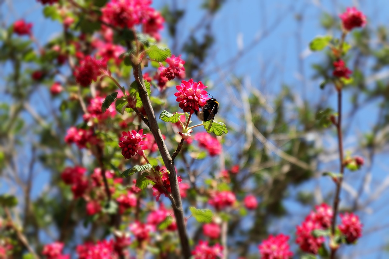 hummel  bush  pink free photo