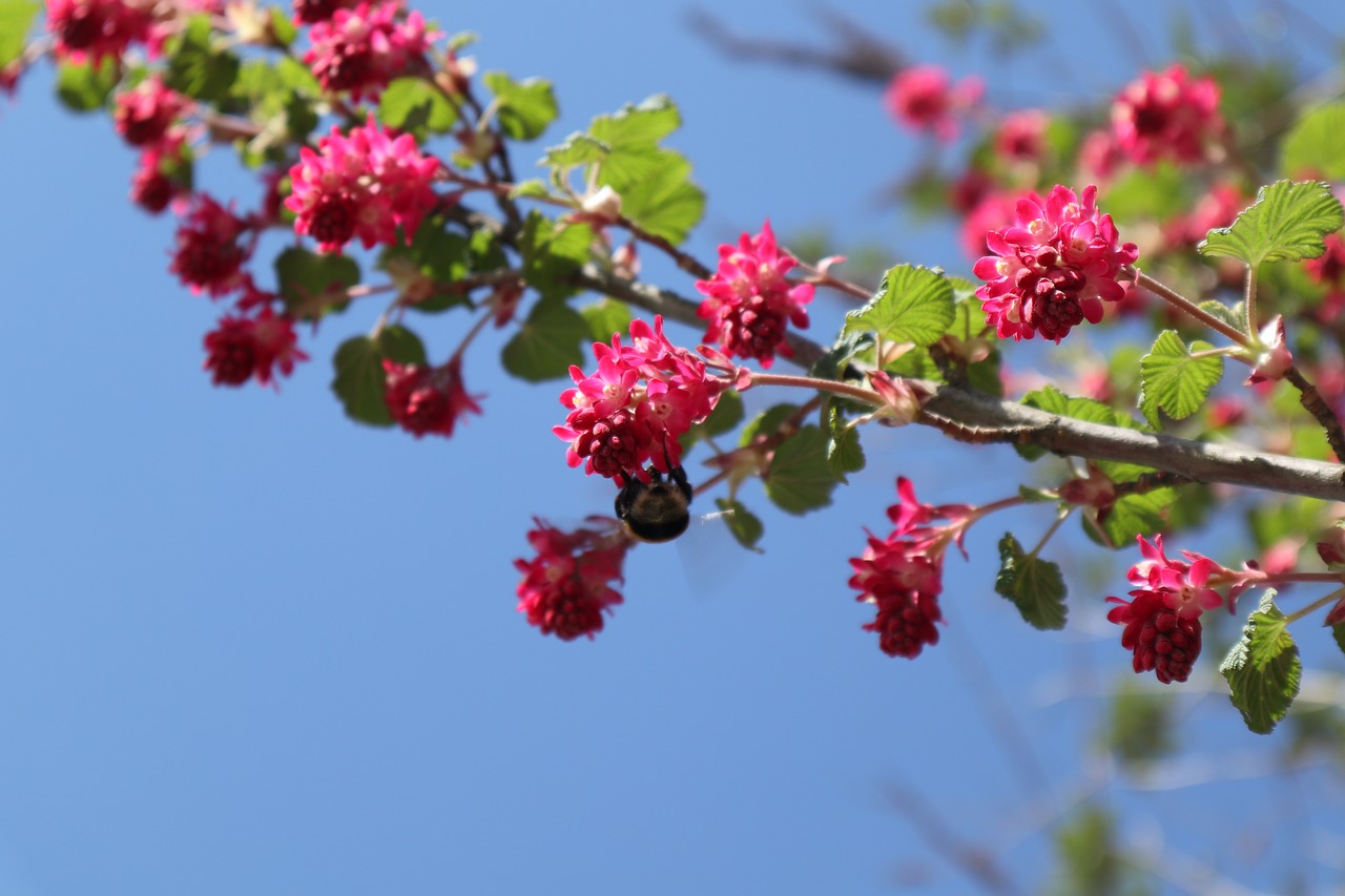 hummel  bush  pink free photo