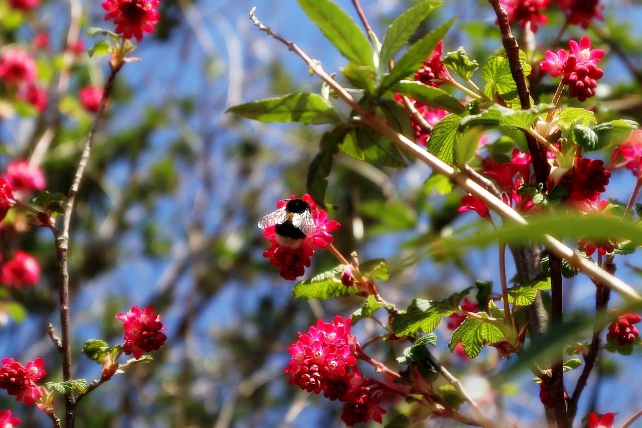 hummel  bush  pink free photo