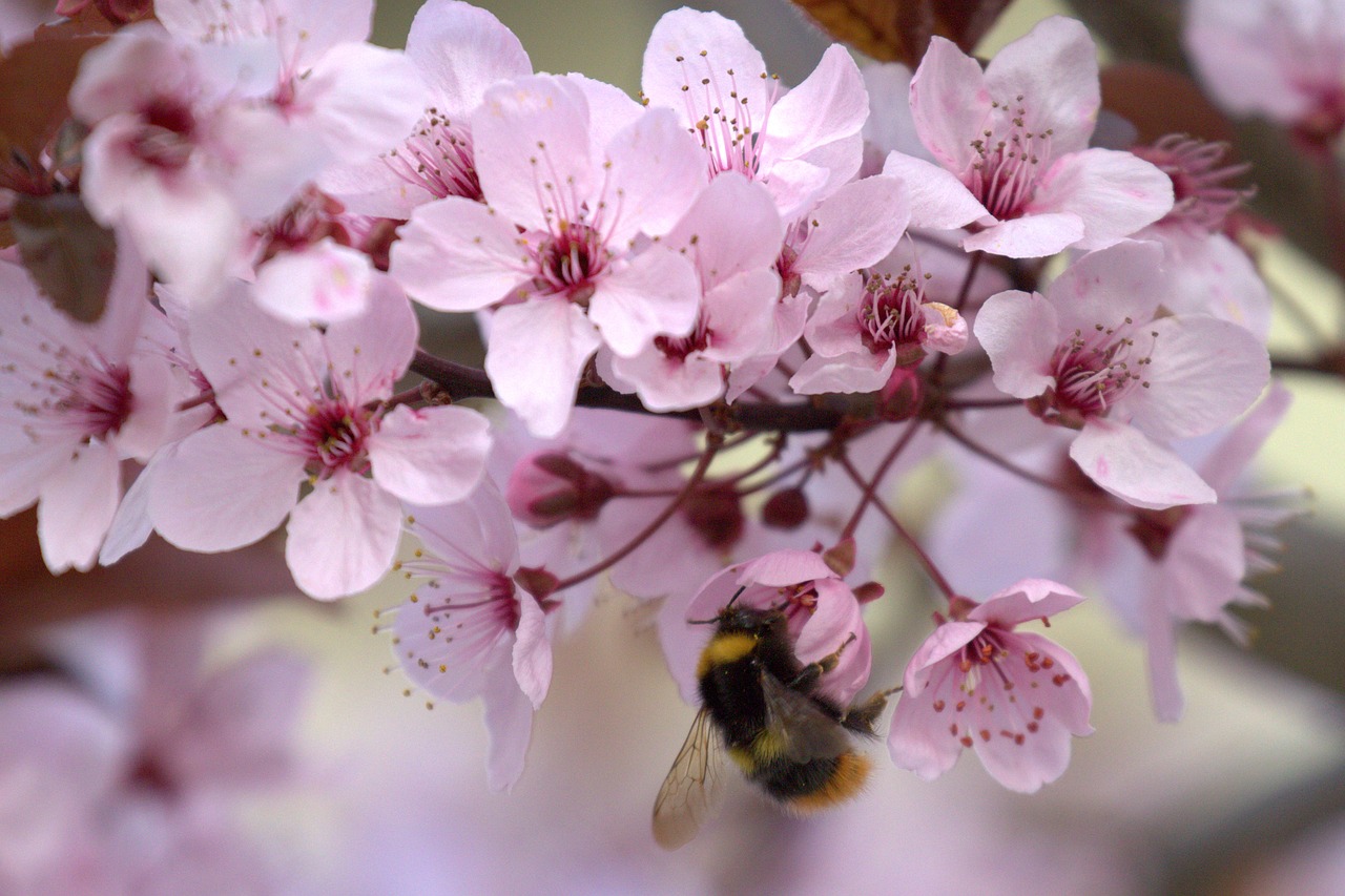 hummel  cherry blossom  blossom free photo