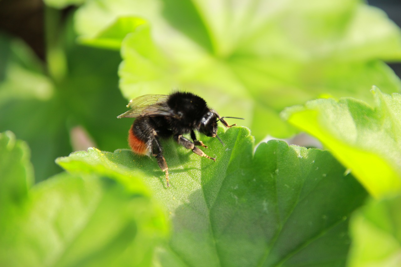 hummel  bee  insect free photo