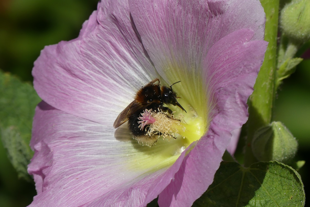 hummel  hibiscus  blossom free photo