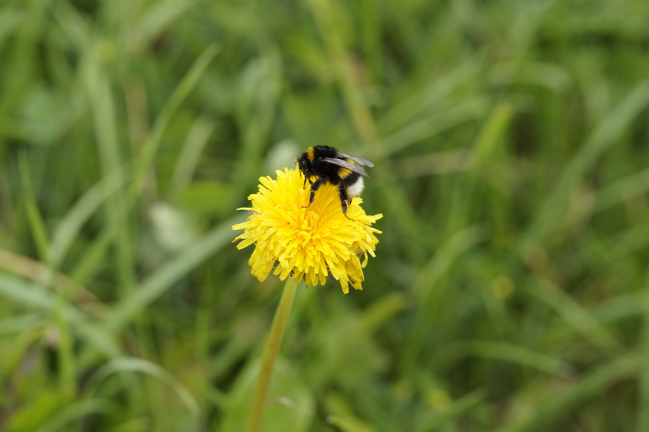 hummel dandelion blossom free photo