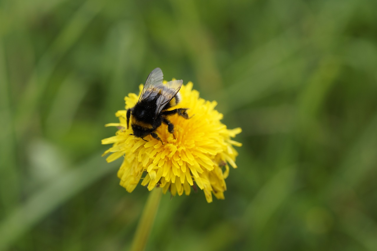 hummel dandelion blossom free photo