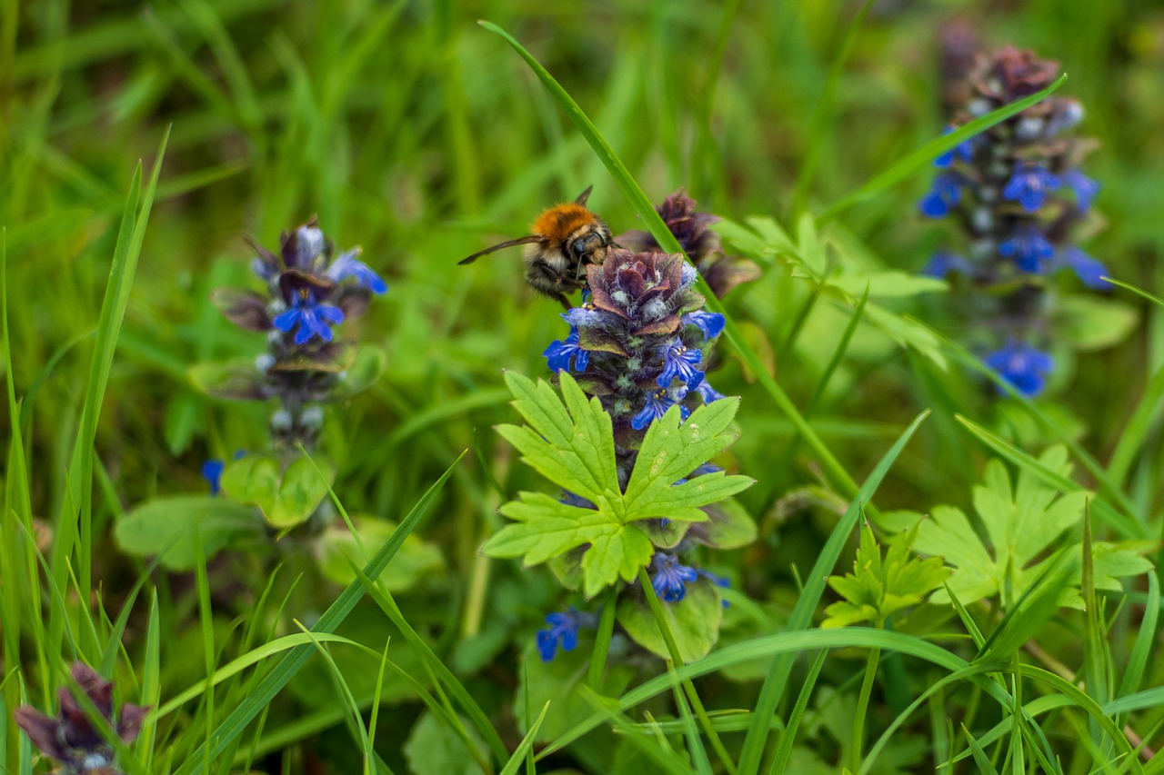 hummel  nature  insect free photo