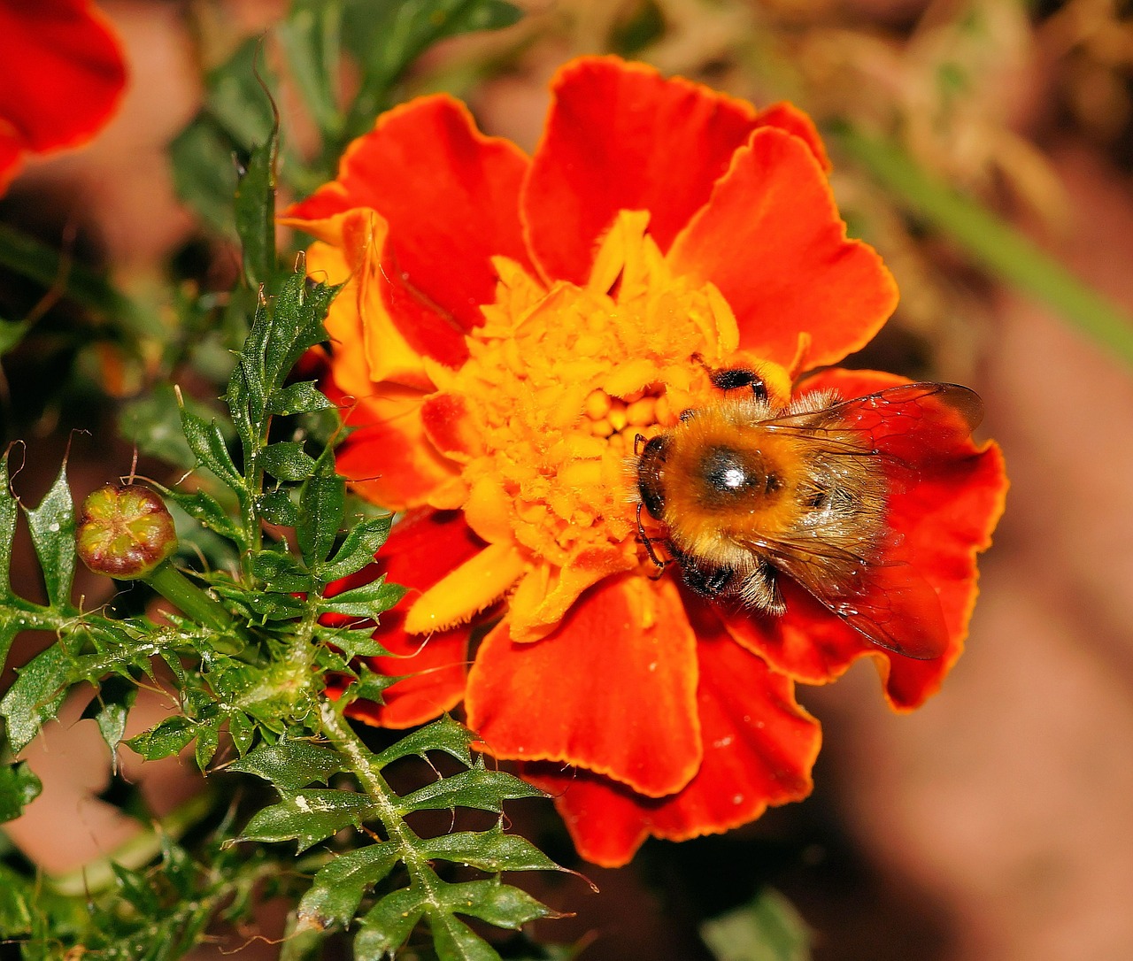 hummel marigold insect free photo