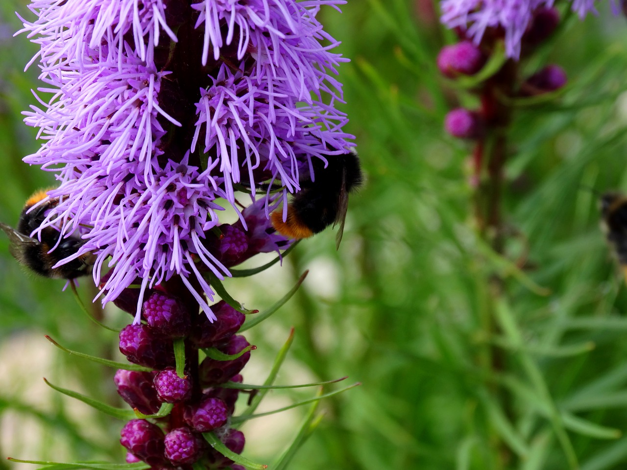 hummel  blossom  bloom free photo