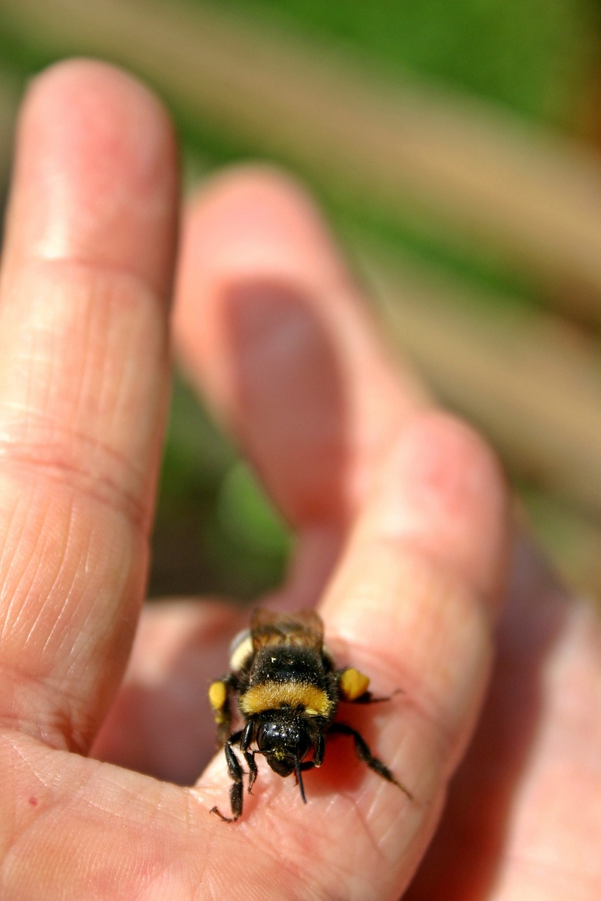 hummel insect animal free photo