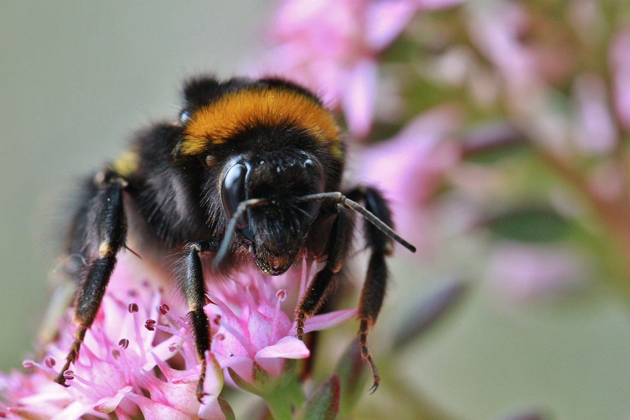 hummel insect animal free photo