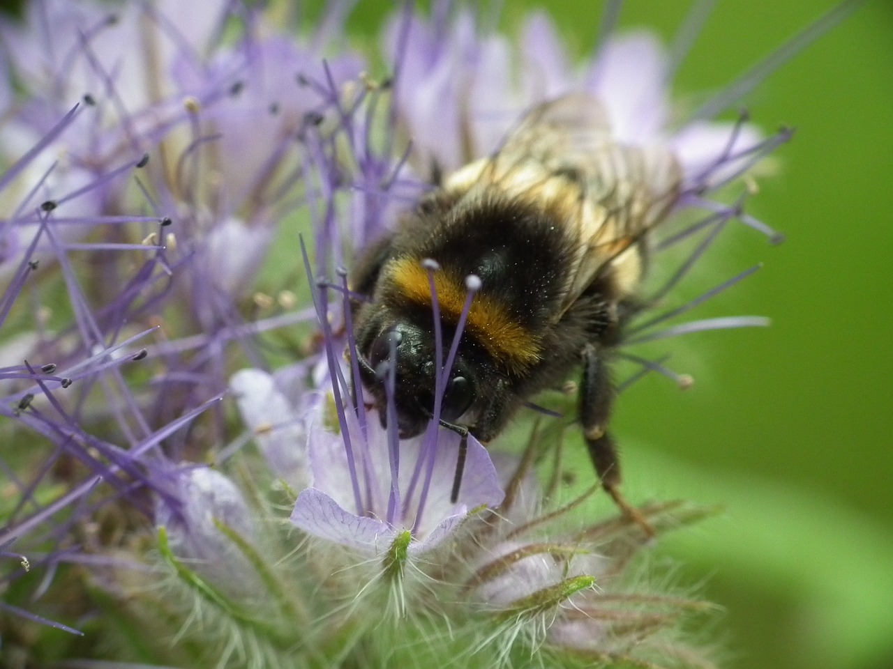 hummel blossom bloom free photo