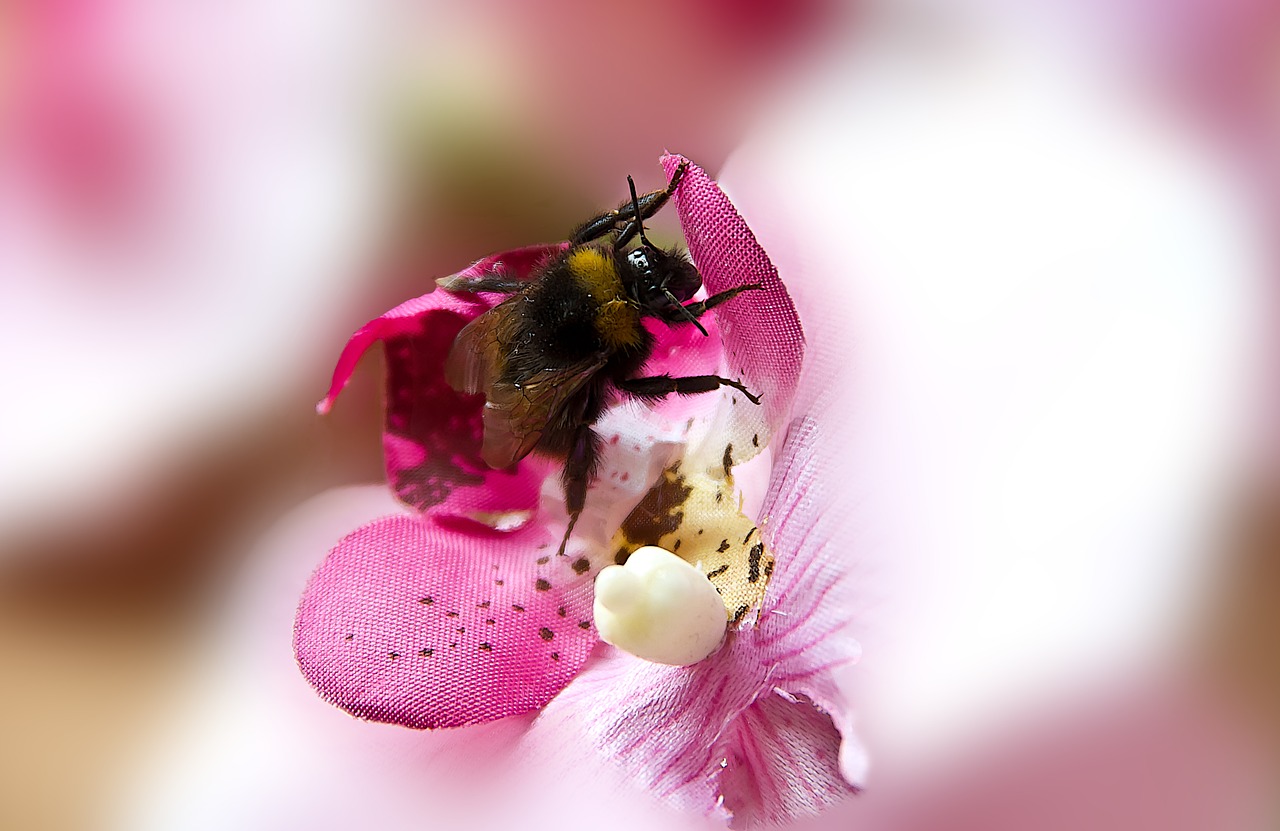 hummel insect art flower free photo