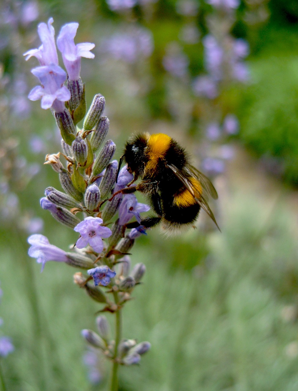 hummel animals insect free photo