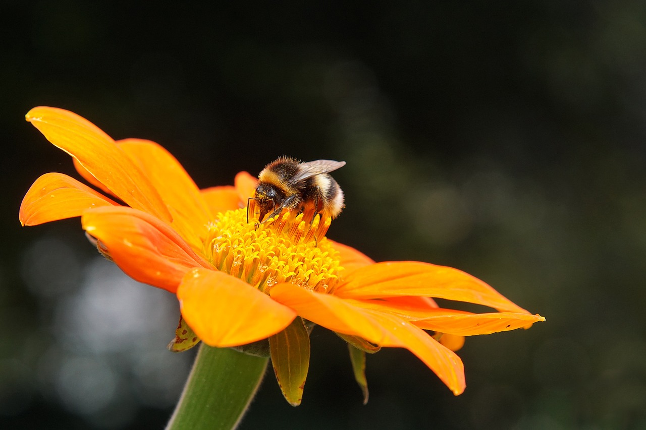 hummel blossom bloom free photo