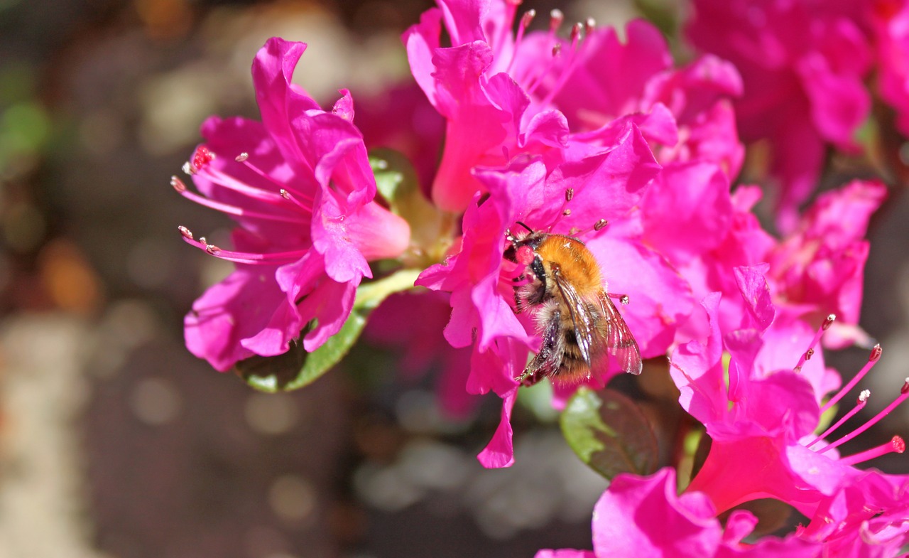 hummel blossom bloom free photo