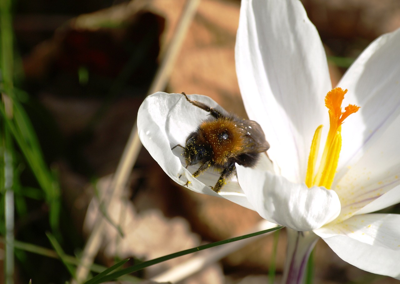 hummel pollen close free photo