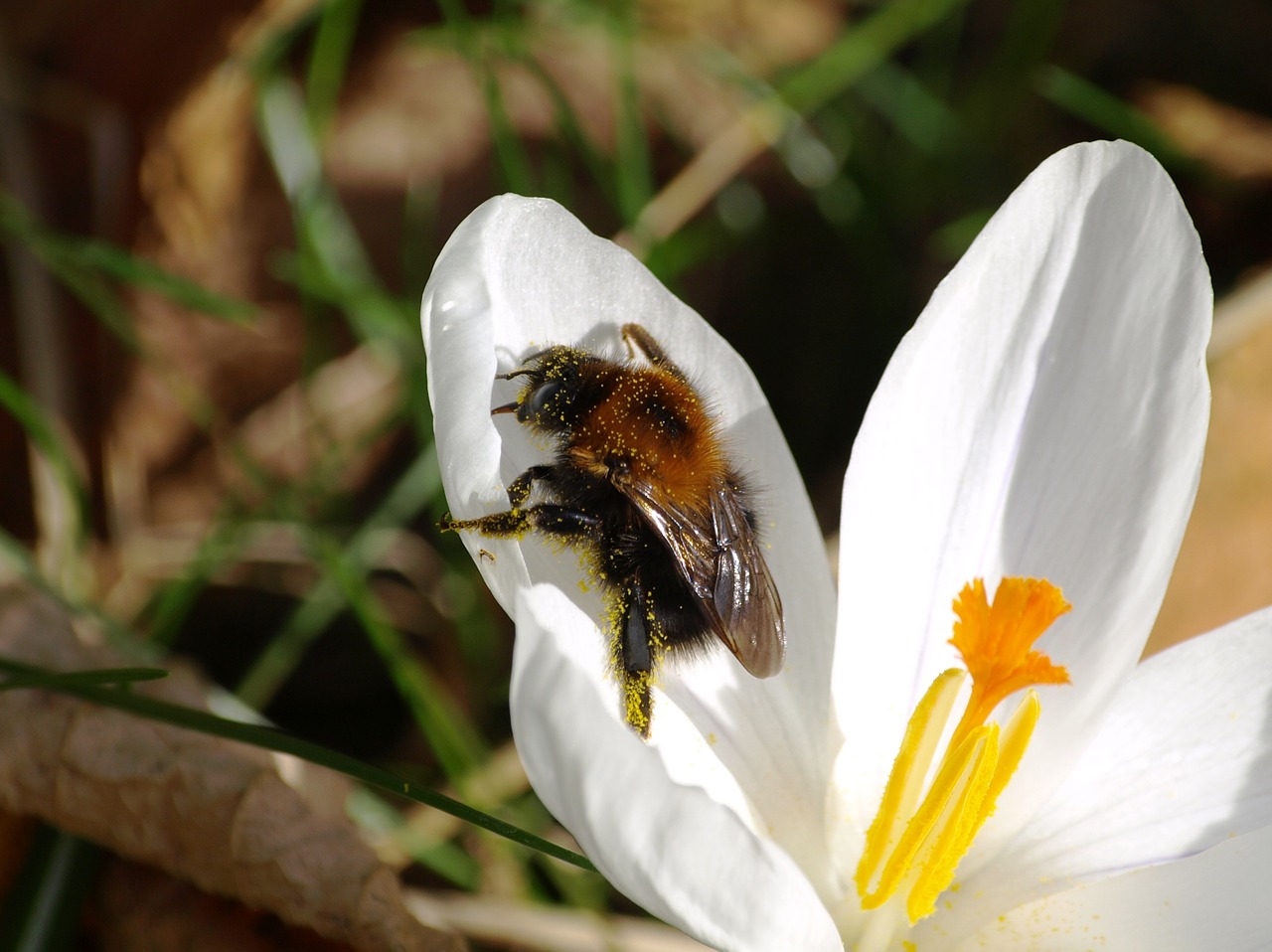 hummel crocus close free photo