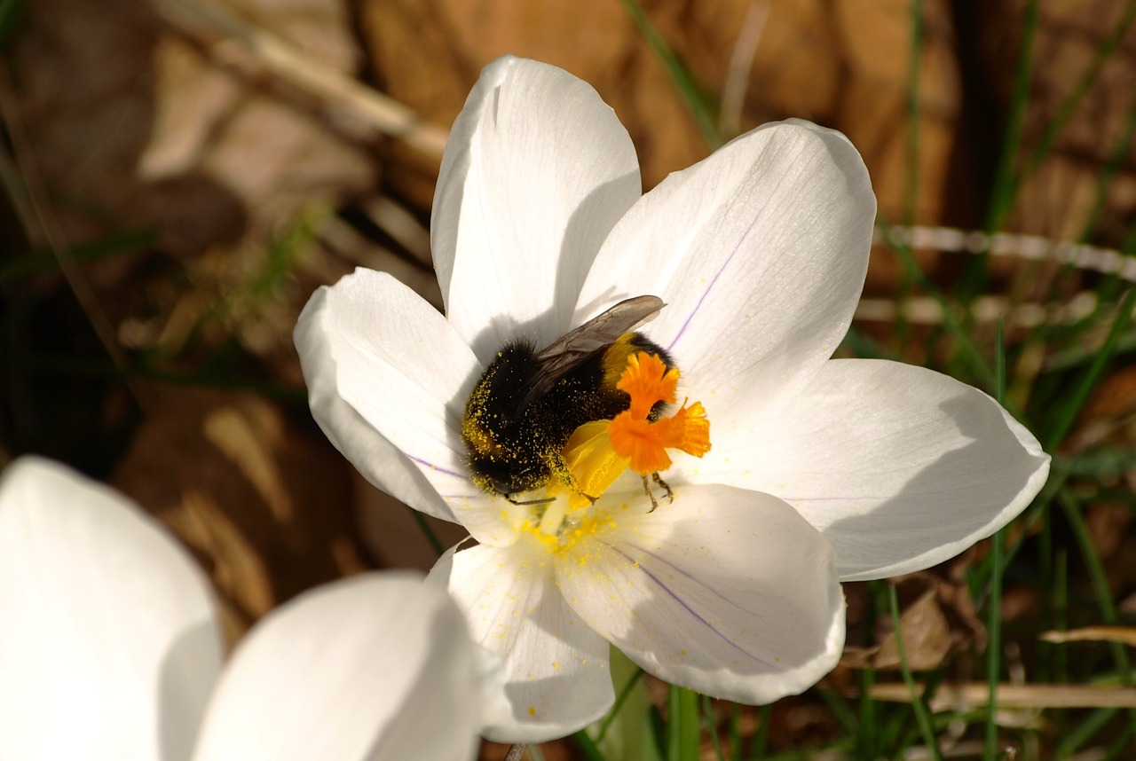 hummel crocus white free photo