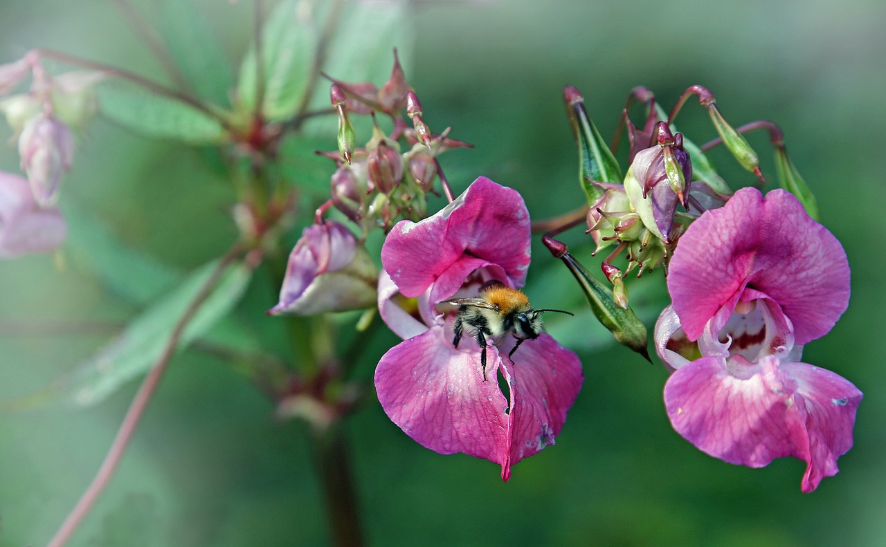 hummel bee insect free photo