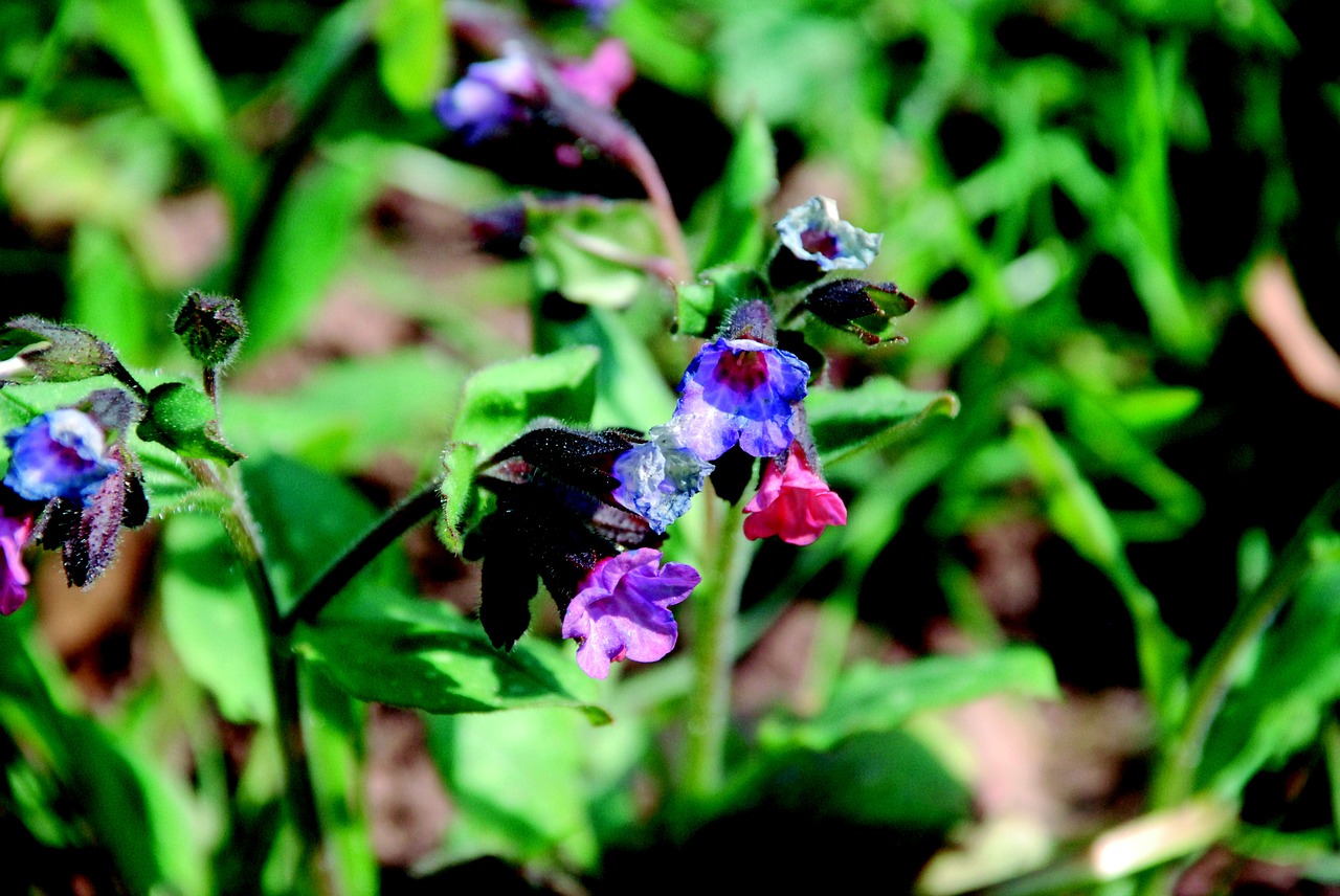 hummel blossom bloom free photo