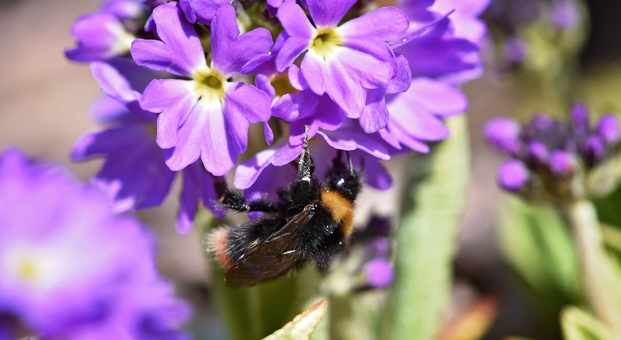 hummel insect nature free photo