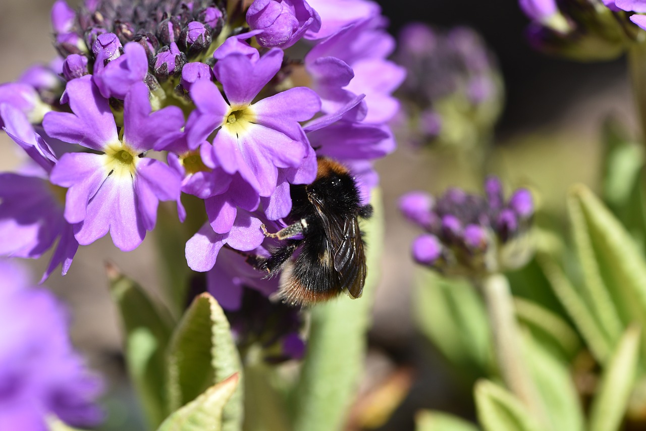 hummel insect flower free photo