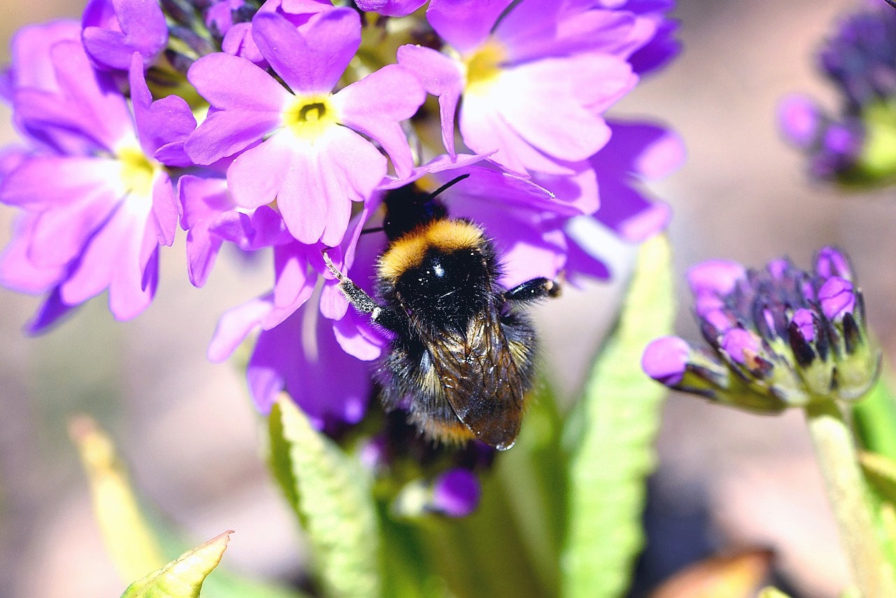 hummel insect flower free photo