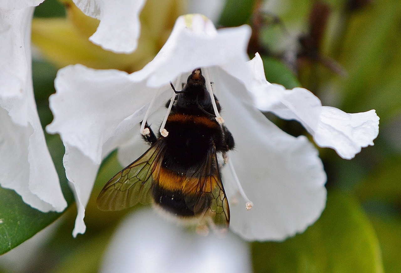 hummel fly flower free photo