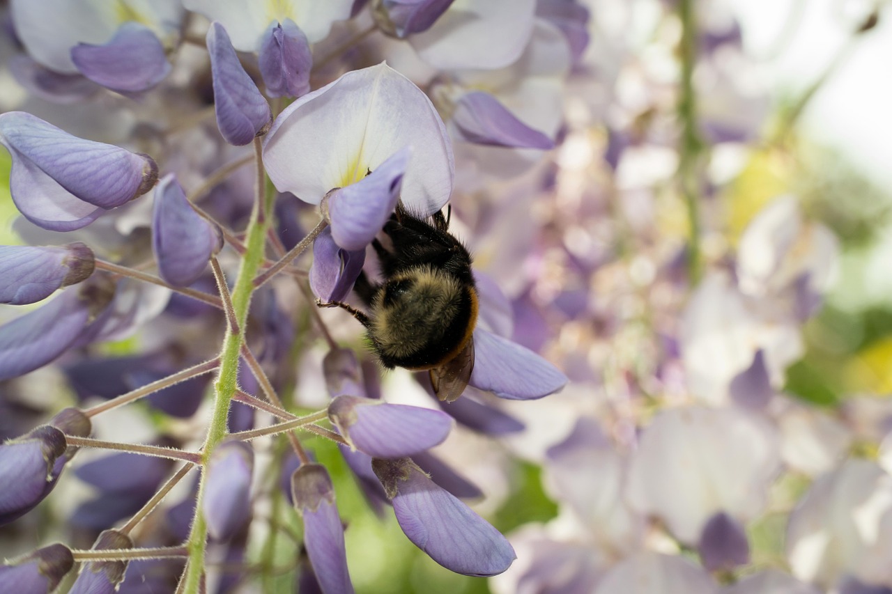 hummel blue rain collect free photo