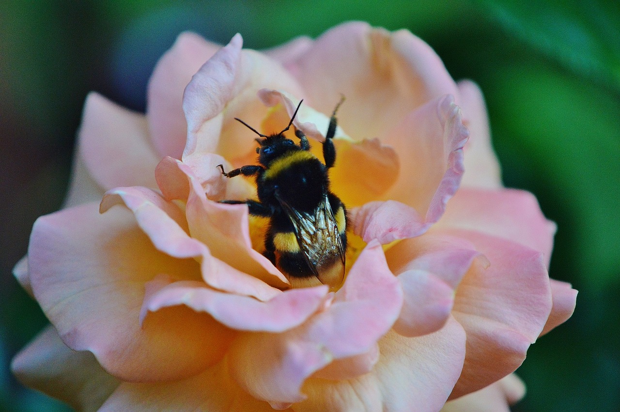 hummel insect close free photo