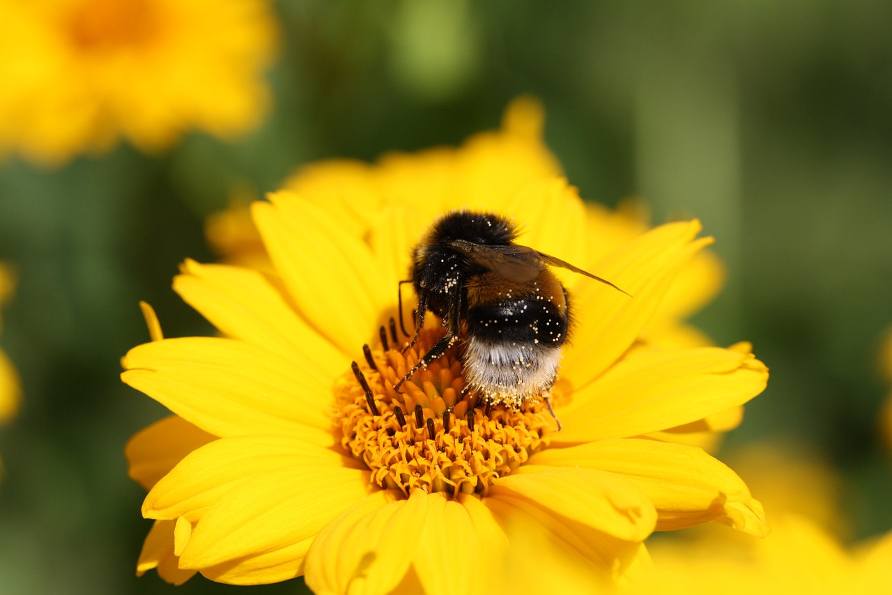 hummel pollen insect free photo