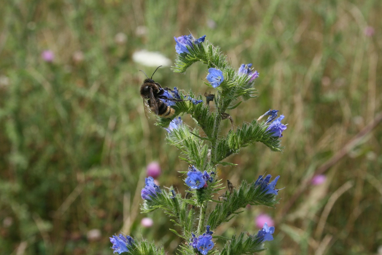 hummel nature insect free photo