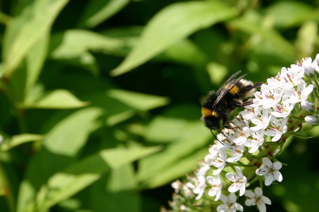 hummel insect blossom free photo