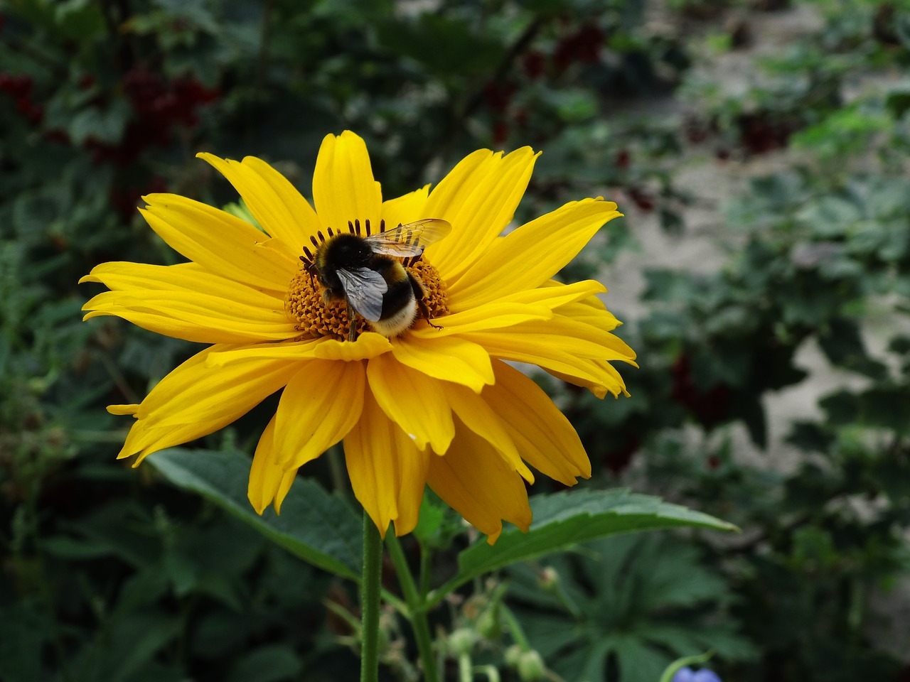 hummel flower blossom free photo