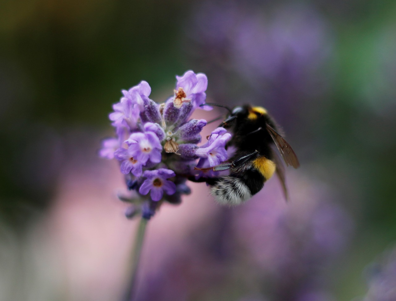 hummel lavender yellow free photo