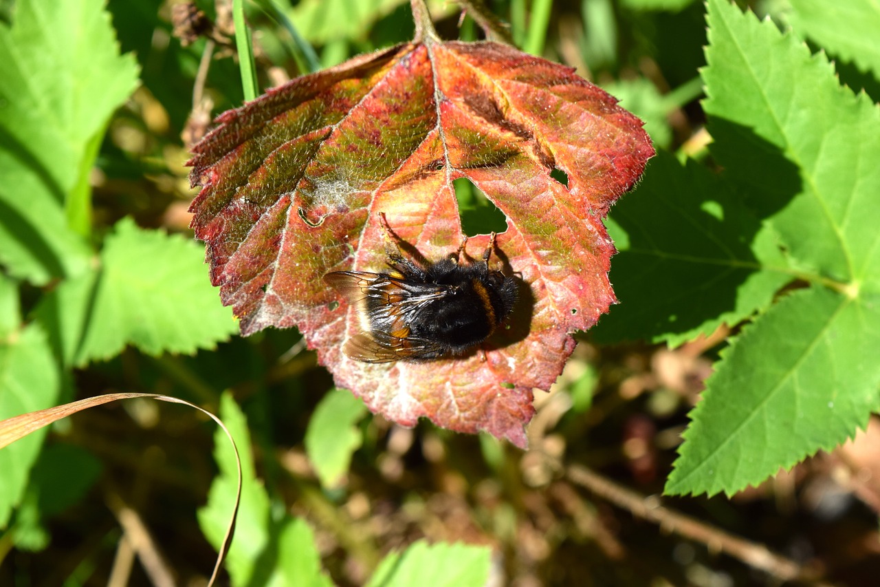 hummel insect leaf free photo