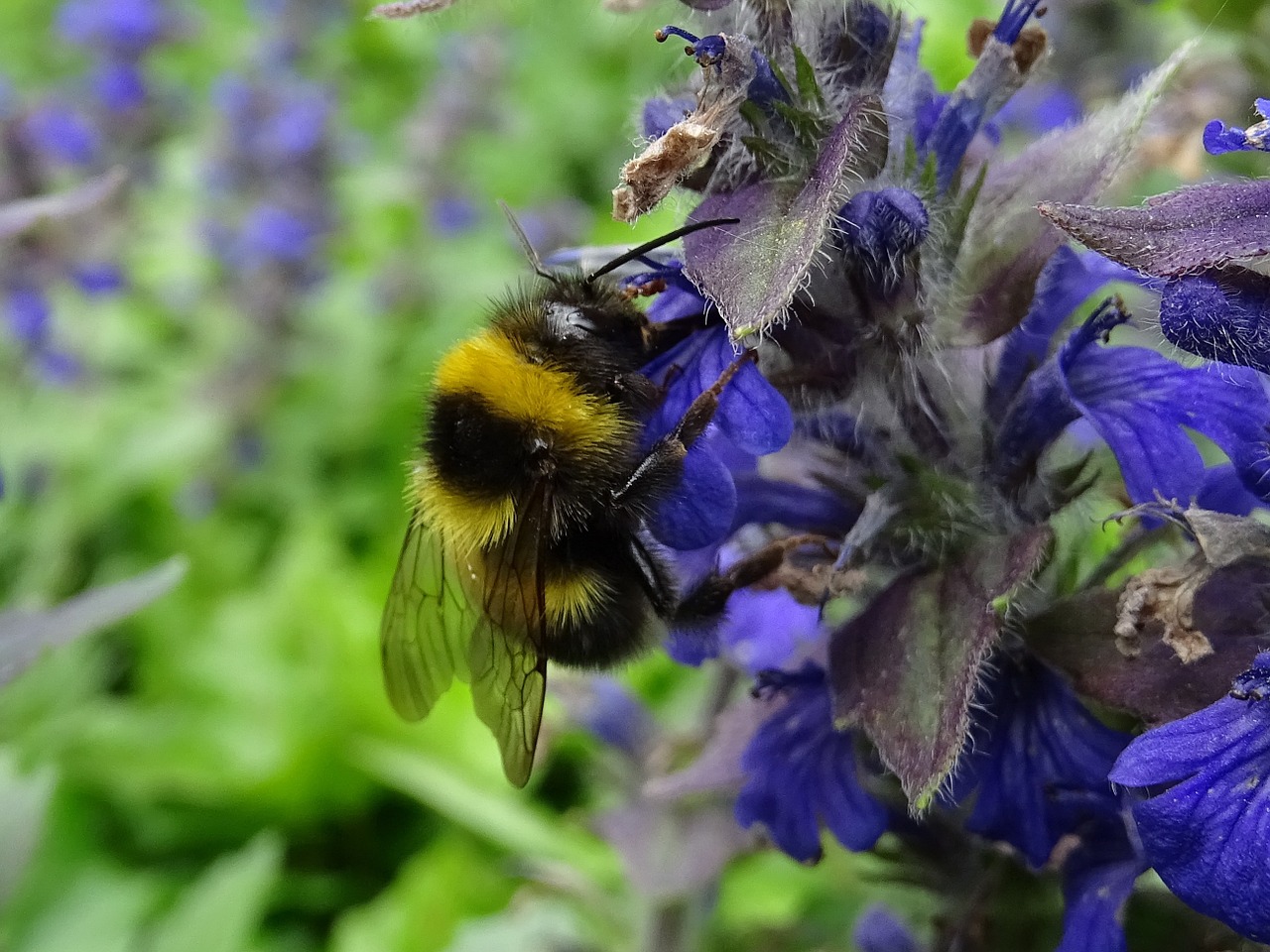 hummel flower plant free photo