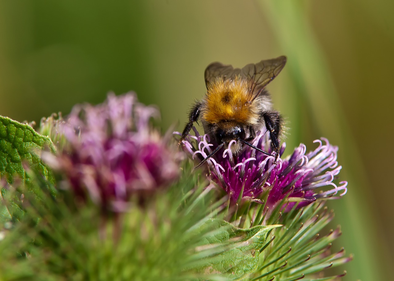 hummel insect flower free photo