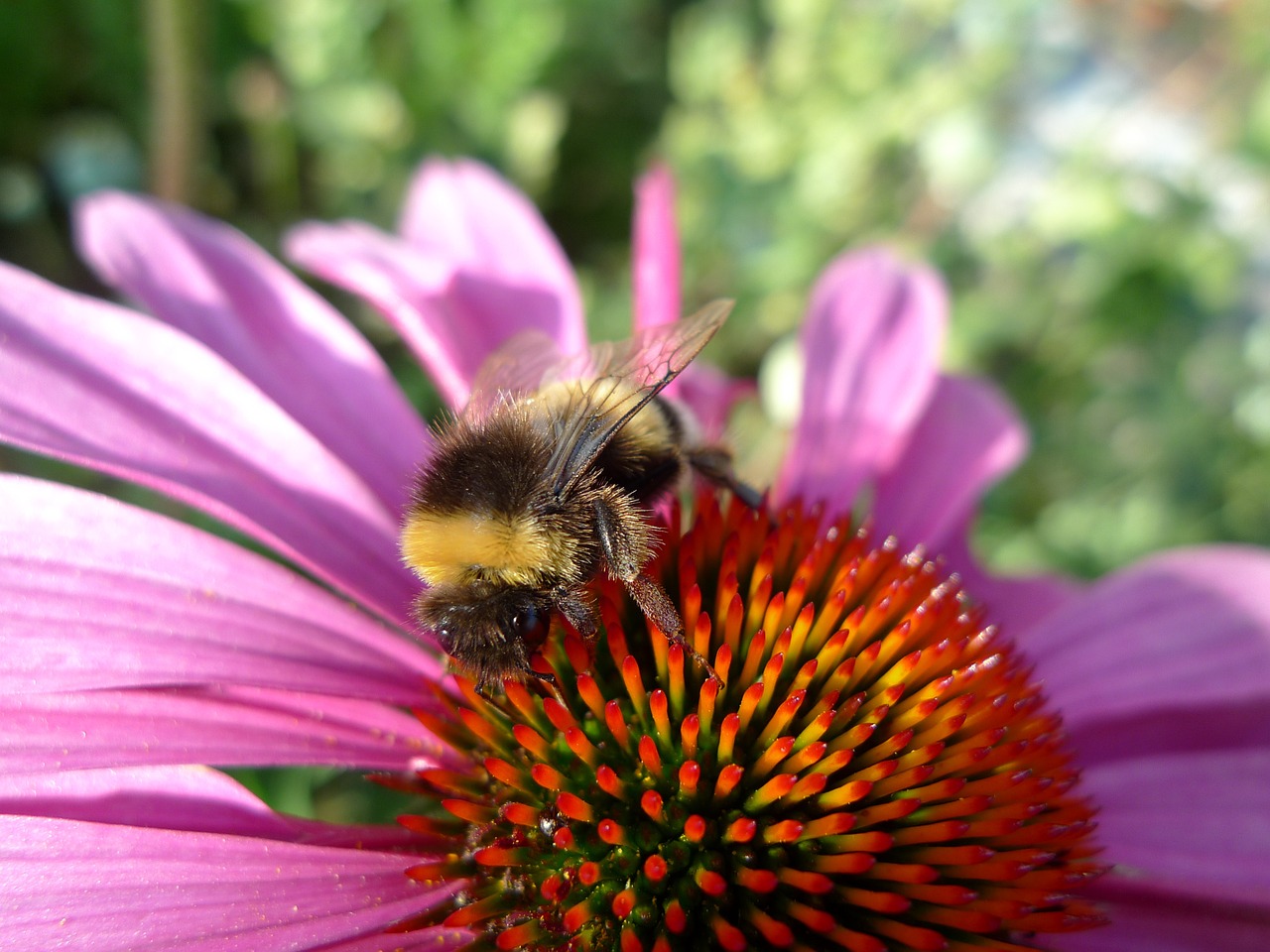 hummel summer pollination free photo