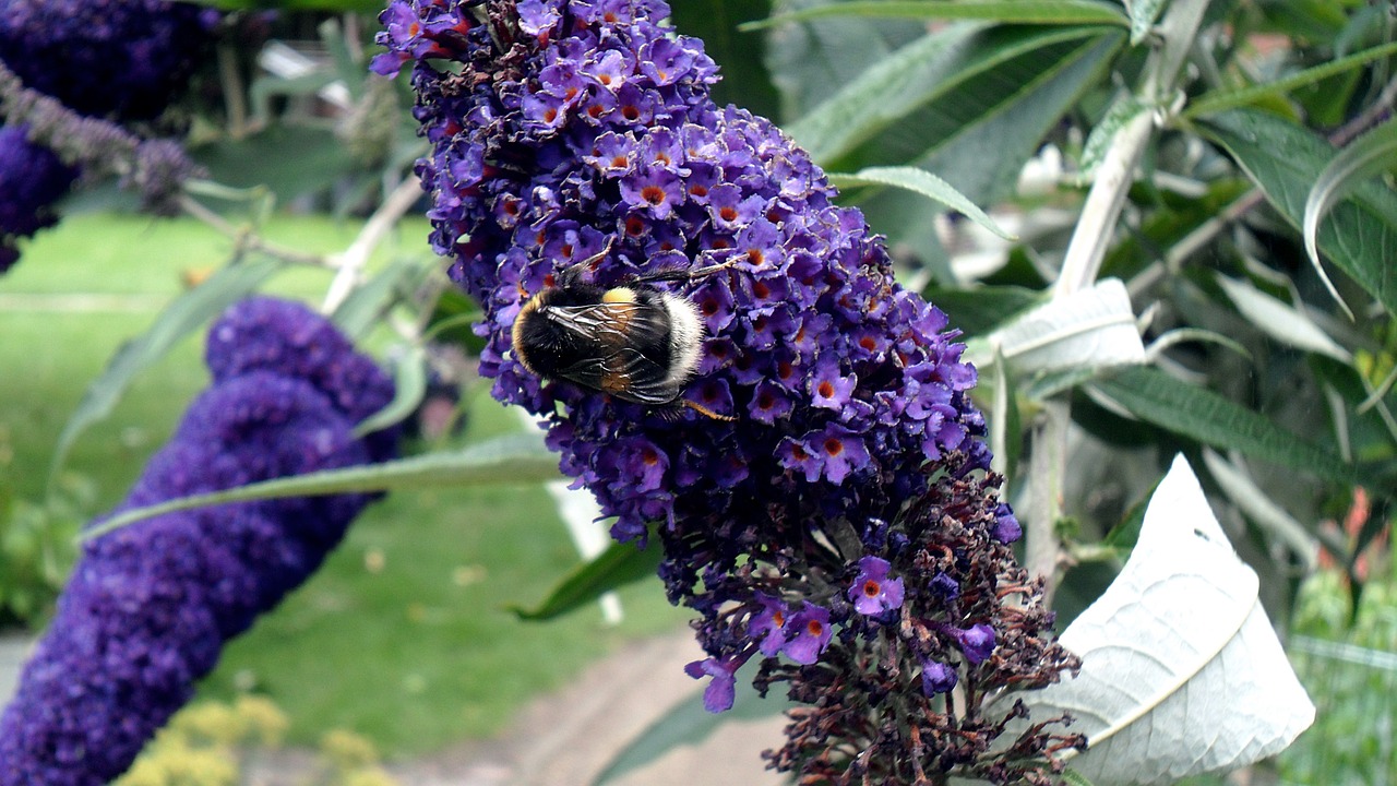 hummel flower blossom free photo