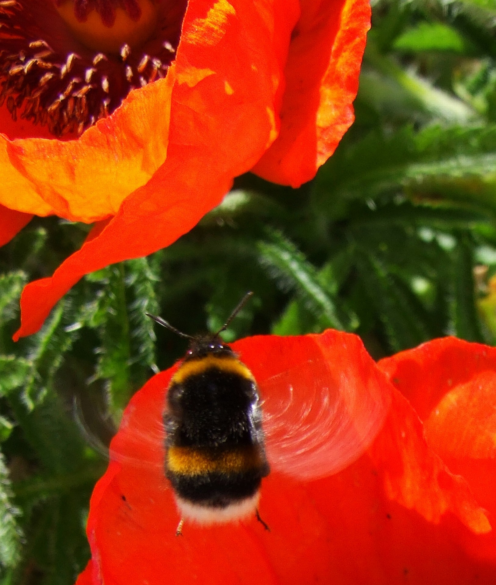 summer garden bumblebee free photo