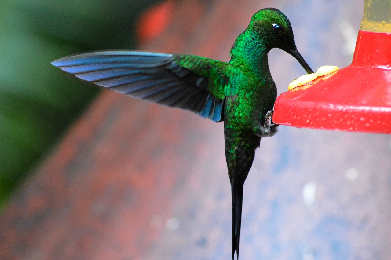 humming bird wildlife free photo