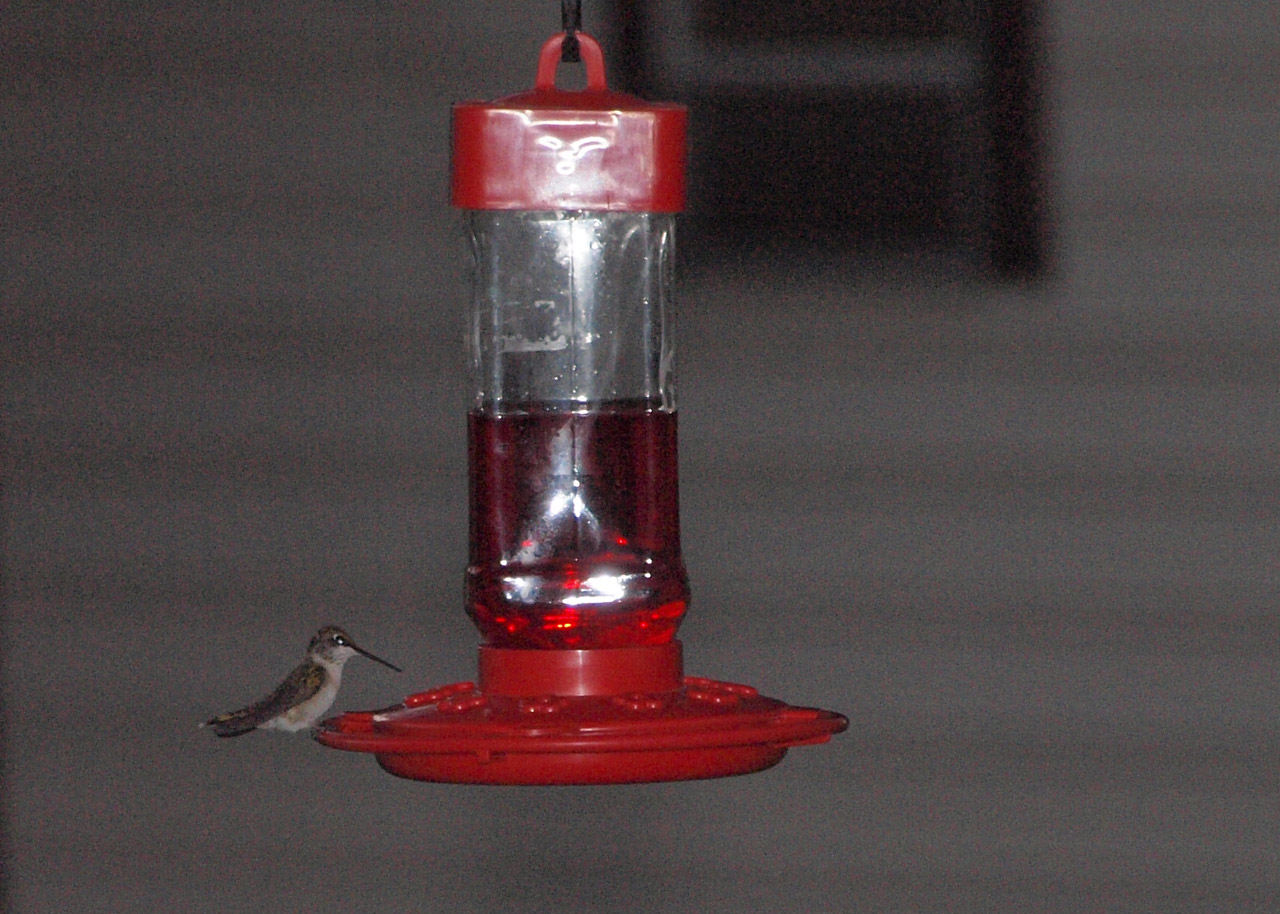 humming bird sunset free photo